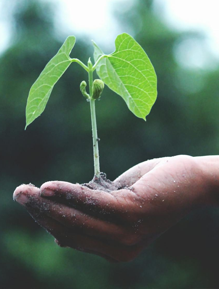Manutenção de áreas verdes